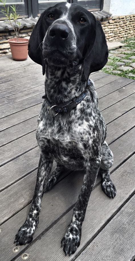 Black Pointer Dog, Black Gsp, German Pointer Puppy, German Shorthaired Pointer Black, German Short Haired Pointer, German Pointer, Gsp Dogs, Short Haired Pointer, German Shorthaired Pointer Dog