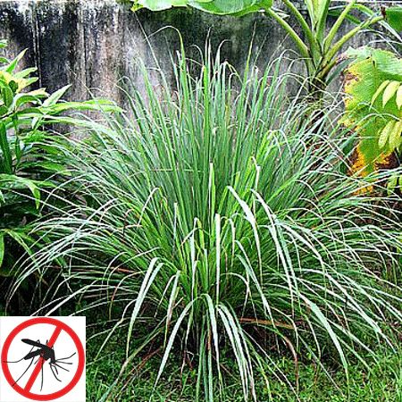 Citronella Grasses for Sale – FastGrowingTrees.com Cymbopogon Citratus, Lemongrass Plant, Citronella Plant, Mosquito Plants, Citronella Essential Oil, Growing Tomatoes In Containers, Natural Mosquito Repellant, Mosquito Repelling Plants, Grass Seed