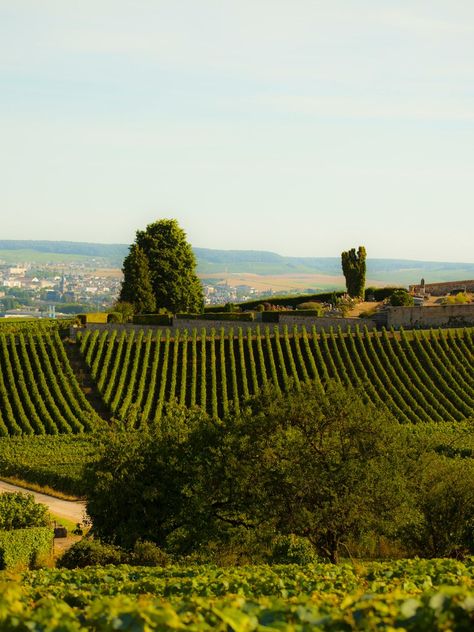 Champagne Houses France, Champagne France Aesthetic, Reims France Champagne, Epernay France Champagne, Champagne France Travel, France Winery, Provins France, Champagne Region France, Epernay France