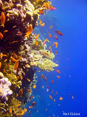 Moalboal, Cebu, Philippines: Miss this place!  I spent countless childhood summers here with grandparents/relatives. Scuba Diving Photography, Orange Fish, Scuba Diving Gear, Best Scuba Diving, Scuba Dive, Diving Gear, Underwater Life, Water Life, Egypt Travel