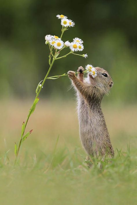 20 Adorable Photos of Animal Smell Flowers Photos Animals, Ground Squirrel, 웃긴 사진, Appaloosa, Amazing Animals, Quarter Horse, Cute Creatures, Sweet Animals, The Grass