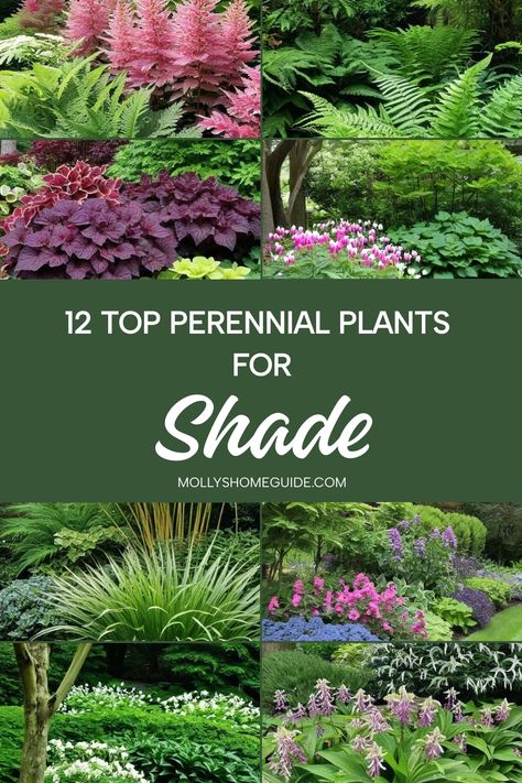 Discover a stunning array of shade-loving perennials that will thrive in your garden. From the best perennial plants for shade to long-blooming varieties, these beautiful options are perfect for shady gardens. Explore tough plants for dry shade and perennials that do well in heavy clay soil. Create a breathtaking shade garden with our selection of mind-blowing plants that flourish even in the shadiest spots. Landscaping Along Fence Shade, Shadow Garden Ideas, Shady Outdoor Plants, Outdoor Shade Plants Pots, Shade Garden Ideas Side Of House, Purple Plants For Shade, Shade Hosta Garden, Zone 8 Shade Garden, Hillside Shade Garden