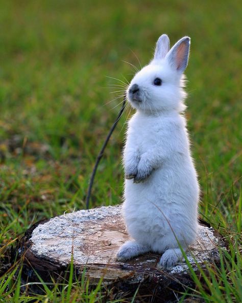 Standing Tall #Rabbits Cute Bunny Pictures, Bunny Pictures, Little Critter, Baby Bunnies, Woodland Creatures, White Rabbit, Animal Planet, Cute Bunny, Animals Friends