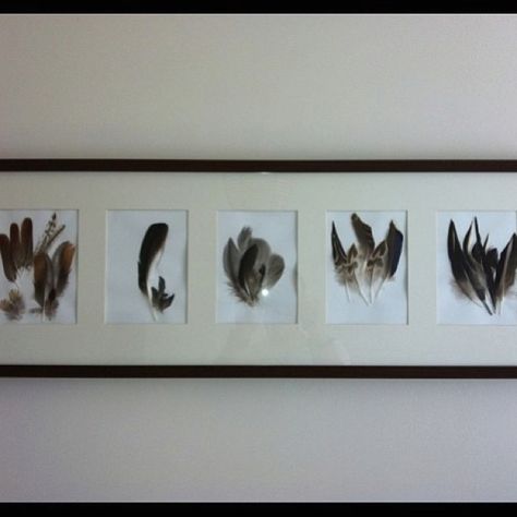 Framed feathers for hunting room Tasteful Hunting Decor, Duck Hunting Room Decor, Duck Hunting House Decor, Hunting Chic Decor, Hunting Office Decor, Duck Hunting Bedroom, Framed Feathers, Hunting Bedroom, Duck Hunting Decor