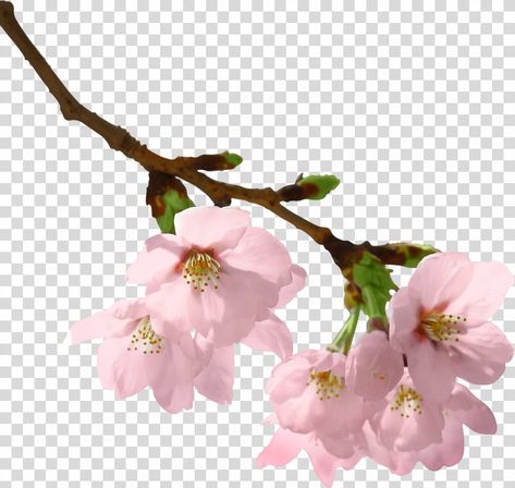 Cherry Blossom Clip Art, Branch Art, Blossom Branch, Cherry Blossom Branch, Clip Art Png, Art Png, Color Help, Blossom Flower, Cut Flowers