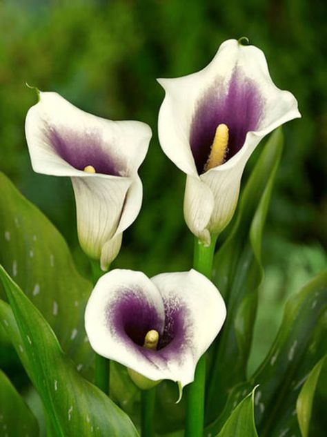 Calla Lily 'Vermeer' (Zantedeschia) is a real knockout in the garden or patio with its abundant, rich purple, trumpet-shaped flowers (spathe) with creamy rims atop elegant, dark green, arrow-shaped leaves with lighter freckles Calla Lily Bulbs, Lily Seeds, Purple Calla Lilies, Arum Lily, Calla Lily Flowers, Lily Garden, Calla Lilies, Rare Flowers, Flowers Perennials