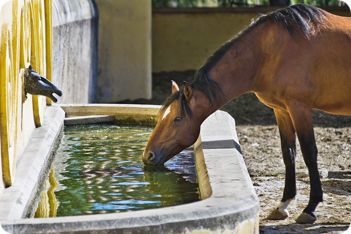 Horse Water Trough, Horse Trough, Tack Rooms, Horse Water, Goat Care, Water Trough, Miniature Horses, Horse Ideas, Horse Stable