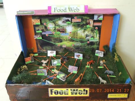 Food web .project by chinmay.  Best out if waste. Food Web Projects Ideas, Food Web Poster Project, Food Web Project, Food Webs Projects, Polar Bears Activities, Biology Project, Ecosystems Projects, Family Tree Worksheet, Food Webs