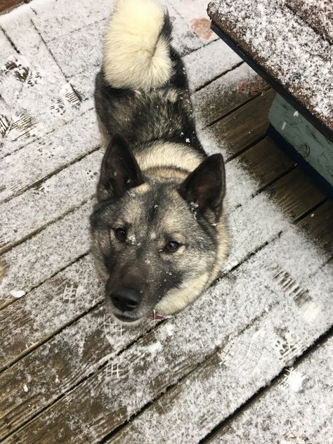 Norwegian Elkhounds, Norwegian Elkhound, Fur Babies, Dog Breeds, Husky, Puppies, Dogs, Animals