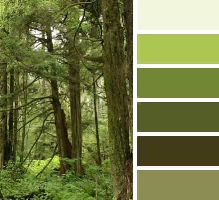 Forest colors Amazon Forest Color Palette, Green Color Palette Bedroom, Forest Green Paint Color, Green Wall Paint Colors, Jungle Images, Aqua Color Palette, Seeds Color Palette, Green Exterior House Colors, Enchanted Forest Coloring