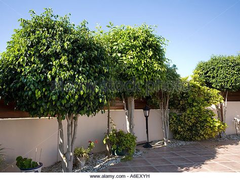 Tree In Garden, Weeping Fig Tree, Weeping Fig, Fig Plant, Plant Outdoor, Outdoor Patios, Fig Tree, Growing Tree, Backyard Ideas