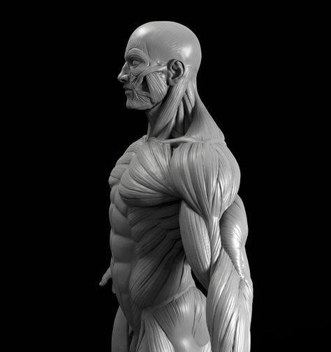 Mark Brunet Human Anatomy For Artists, 3d Anatomy, Male Figure Drawing, Male Anatomy, Man Anatomy, Anatomy Sculpture, Anatomy Models, Anatomy Tutorial, Human Body Anatomy