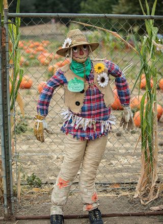 how to make a scarecrow Make Scarecrow, Scarecrow For Garden, Scarecrow Ideas, Thing One Thing Two, Scarecrow Festival, Make A Scarecrow, Scarecrows For Garden, Diy Scarecrow, Scarecrow Costume