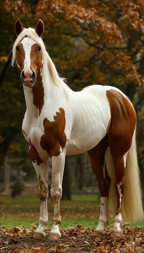 Pretty Horse Pictures, Paint Horse Breed, Mustang Stallion, Horses Jumping, Canadian Horse, Mare Horse, Horse Markings, Rare Horses, American Paint Horse