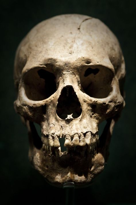 Found on Bing from www.pinterest.com Human Skull Photography, Skull Photography, Skull Real, Real Human Skull, Artist Reference, Skull Anatomy, Skull Reference, Real Skull, Skull Nails