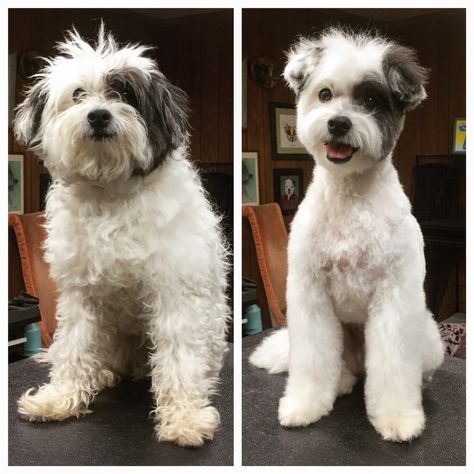 Dog Grooming FAQ. How to Get Started, Become a Better… | by Jess Rona Grooming | Medium Goldendoodle Grooming, Sheepadoodle Puppy, Dog Grooming Styles, Poodle Cuts, Creative Grooming, Dog Grooming Salons, Puppy Grooming, Dog Grooming Tips, Grooming Style