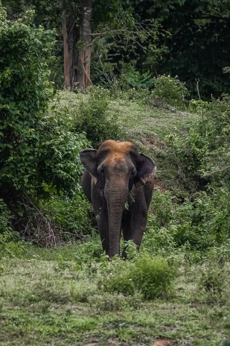 Kui Buri National Park: Wild Elephants in Thailand - World Wildlife Travel Elephants In Thailand, Thailand Guide, Thailand Elephants, Wildlife Travel, Wild Elephant, Asian Elephant, Us Destinations, Wild Dogs, Phuket