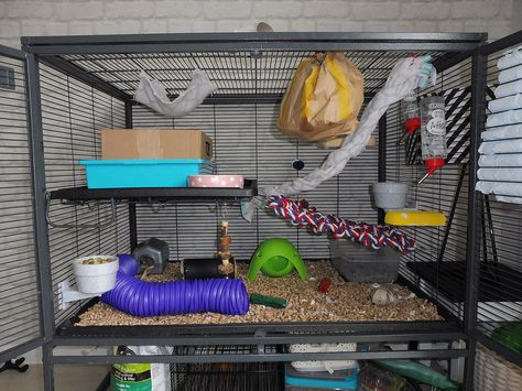 Critter Nation Rat Cage, Rat Care, Pet Rat, Rat Cage, Cute Rats, Pet Rats, Pet Stuff, A Question, Ferret