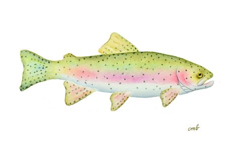 Watercolor Trout, Rainbow Trout Art, Fly Fishing Decor, Trout Painting, Bird Illustration Print, Illustration Fish, Bluebird Painting, Trout Art, Fish Watercolor