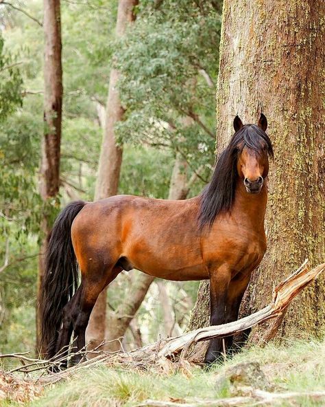 Gorgeous bay horse in the woods. Beautiful shot! Brumby Horse, The Woods, Bay Horse, Most Beautiful Horses, Most Beautiful Animals, Majestic Horse, Brown Horse, All The Pretty Horses, Horse Crazy