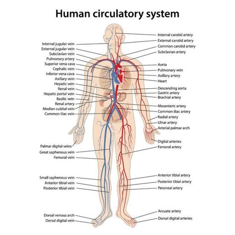 Circulatory System - The Definitive Guide | Biology Dictionary Circulatory System Diagram, Human Body Systems Projects, Body Systems Project, Human Circulatory System, Internal Carotid Artery, Subclavian Artery, Carotid Artery, Arteries And Veins, Reflexology Chart