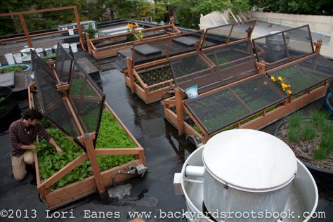 Bastille Cafe in Ballard, WA installs a rooftop deck over their restaurant that provides 50-100% of their greens during summer months | #gardening #sustainable Greenhouse On Rooftop, Roof Garden Cafe, Roof Top Vegetable Garden, Rooftop Greenhouse Roof Gardens, Rooftop Urban Farming, Modern Roofing, Urban Farmer, Rooftop Deck, Roof Architecture