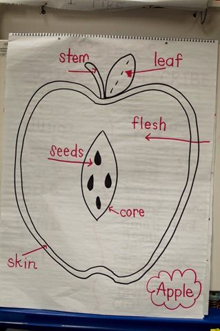 could do a blank one where kids write/ cut out the parts of the apple to label them at the end of an apple unit Apple Anchor Chart, Apple Kindergarten, First Grade Parade, September Art, Apple Lessons, Apple Preschool, Apple Unit, Apple Activities, Apple Craft