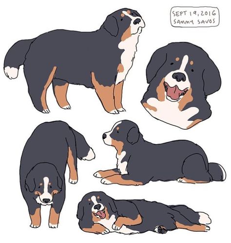 Bernese Mountain Dogs, 강아지 그림, Animal Illustrations, Cutest Animals, Arte Inspo, Mountain Dog, Bernese Mountain, Dog Illustration, Animal Sketches