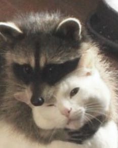 Scary Movie 2, Pet Raccoon, Cute Raccoon, Raccoon Funny, Silly Cats Pictures, Chur, Pretty Animals, Silly Animals, March 16