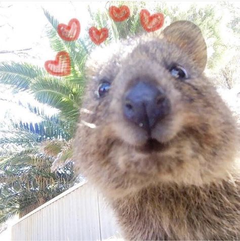 Quokka Animal, Therapy Animals, Silly Animals, Funny Animal Pictures, Koala Bear, Animal Photo, Dog Photos, Spirit Animal, Funny Cute