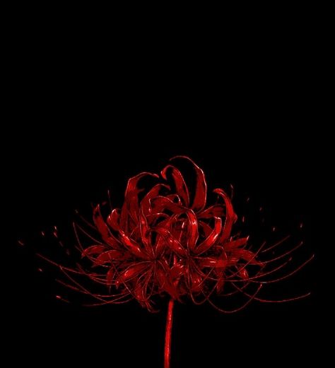 Red + Core + Aesthetic, Black N Red, Red Aesthetic Grunge, Red Spider Lily, Red And Black Wallpaper, Dark Red Wallpaper, Flower Icons, Red Icons:), Iphone Wallpaper Themes