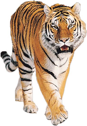 Tiger Quotes, Tiger Facts, Tiger Png, Angry Tiger, Tiger Roaring, Angry Animals, Tiger Images, Watercolor Tiger, Tiger Gifts