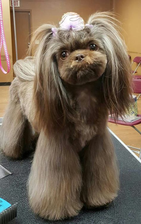 Shih tzu Shih Tzu Asian Fusion, Asian Fusion Shih Tzu, Imperial Shih Tzu Haircuts, Dog Hairstyles, Dog Haircut, Imperial Shih Tzu, Shih Tzu Haircuts, Grooming Ideas, Dog Grooming Styles