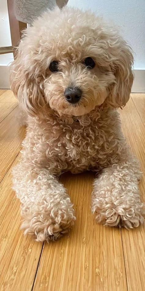 Eye Catching Pictures, Toy Poodle Haircut Styles Korean, Cute Poodle Haircut, Teddy Bear Poodle Haircut, Teddy Bear Cut Poodle, Miniature Poodle Haircut Styles, Mini Poodle Haircut Styles, Cute Poodles, Toy Poodle Haircut Styles