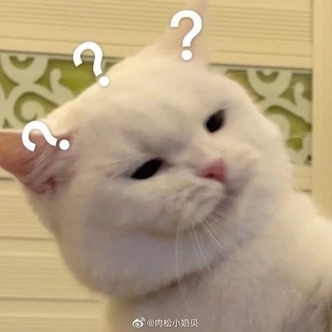 Confused Cat, Cat Meme, Meme Template, I Hope