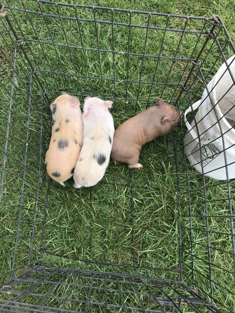 Pig Animals For Sale | Columbus, IN #274974 | Petzlover Mini Pigs For Sale, Tiny Pigs, Dream Pet, Teacup Pigs, Animals For Sale, Mini Pigs, Mini Farm, Pet Pigs, Pets For Sale