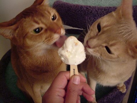 Here are some cats eating ice cream to improve your mood. Just look at them! Animal Eating, Great Date Ideas, Cat Ice Cream, Draw Ideas, 2 Cats, Eating Ice, Eating Ice Cream, Kitten Love, Kitty Cats