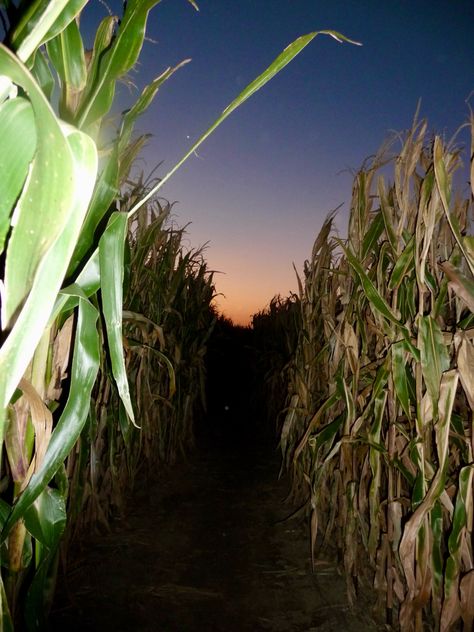 #night #nightphotography #skygazing #star #stargazing #sunset #sunrise #corn #cornmaze #fall #maze #sky #aesthetic #fallaesthetic #farm #sun #photography #photo #digital #digitalcamera Cornmaze Fall, Corn Aesthetic, Corn Maze Aesthetic, Corn Maze Photography, Corn Farm Aesthetic, Corn Maze Pictures, Creepy Nature, Corn Maze At Night, Corn Fields Photography