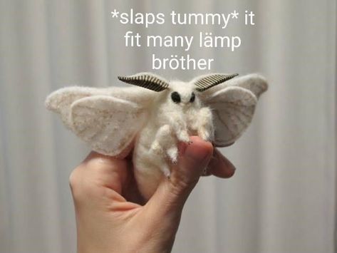 The moths are taking over the internet right now! #Lamp #Loops #Moth #WTF Cute Moth, Quality Memes, Wholesome Memes, Cute Creatures, 귀여운 동물, Animal Memes, Cute Funny Animals, Twitter Instagram, Dankest Memes