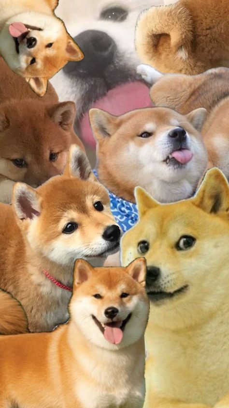 #shuffle #shuffledog #dog #shibainu #shiba #wallpaper Shiba Wallpaper, Dog Wallpaper Iphone, Iphone Lockscreen Wallpaper, Shiba Inu Dog, Dog Wallpaper, Shiba Inu, Your Aesthetic, Connect With People, Creative Energy