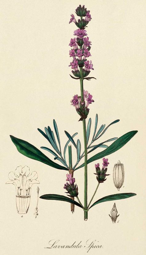 Lavender Art Bio, Herbal Shop, Illustration Botanique, Lavandula Angustifolia, Scientific Illustration, Healing Herbs, Botanical Drawings, Medicinal Herbs, Arte Floral