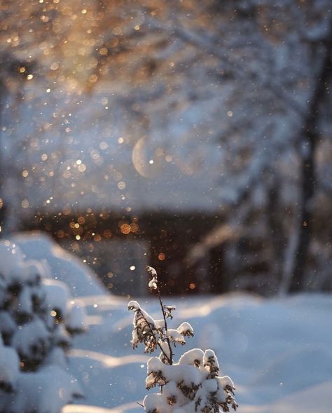 Winter Sun Aesthetic, Winter Fantasy Aesthetic, Winter Esthetics, Winter Romance, Winter Gold, Snow Photography, Light Blue Aesthetic, I Love Winter, Winter Photo