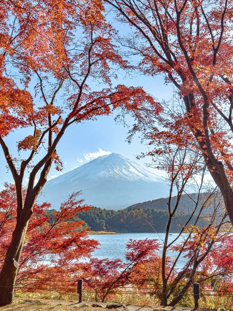 📍Momiji Tunnel, Yamanashi, Japan Yamanashi Japan, Yamanashi, Mt Fuji, Autumn Season, Fall Season, Japan, Collage, Pins