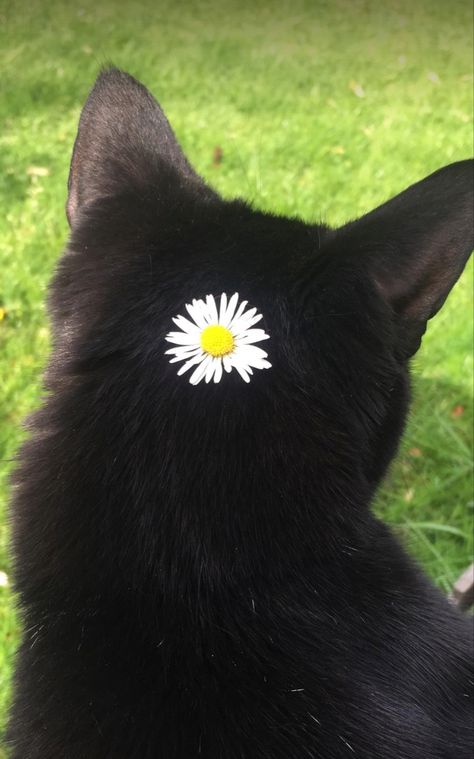 Black Cat Pictures, Horrible Tattoos, Master Tattoo, Black Cat Aesthetic, Cat Dark, Cat Obsession, Cat Stories, Cat Flowers, Bad Things