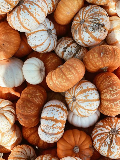 Aesthetic Pumpkin Pictures, Pumpkin Widget Pictures, Fall Widgets Pumpkins, Autumn Pumpkins Aesthetic, Pumpkin Fall Aesthetic, Autumn Pumpkin Aesthetic, Pumpkin Pictures Autumn, Cute Pumpkin Aesthetic, Pumpkin Lockscreen