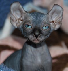 Elf Cats - Elf Kittens - Elf Kittens For Sale Kitten Reference, Cats Draw, Kitten Lady, Cats Drawings, Hairless Kitten, Cute Hairless Cat, Kitten Costumes, Kitten Supplies, Elf Cat