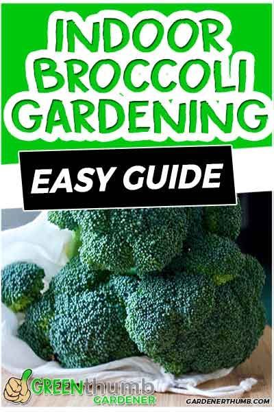 Growing broccoli indoors can be the best way to grow year-round or get an early start. Learning how to grow them with our expert tips for containers or in pots from seed is really easy. #growbroccoli Victory Garden Plans, How To Grow Cauliflower, Broccoli Growing, Grow Cauliflower, Growing Cauliflower, Grow Broccoli, Cabbage Cauliflower, Cauliflower Plant, Growing Broccoli