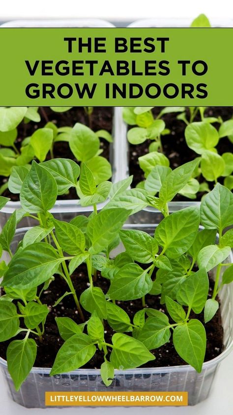 The top vegetables to grow indoors! If you want to start indoor vegetable gardening, here are 11 of the easiest vegetables to grow inside. An easy guide to starting and growing vegetable inside your home. The best vegetables to grow in your indoor food garden. Edible indoor gardening vegetables DIY. Indoor food gardening for vegetables made easy. Diy Indoor Garden Vegetables, Aerogarden Diy, Indoor Food Garden, Vegetables To Grow Indoors, Diy Vegetable Garden, Indoor Gardening Diy, Apartment Vegetable Garden, Growing Hacks, Easiest Vegetables To Grow