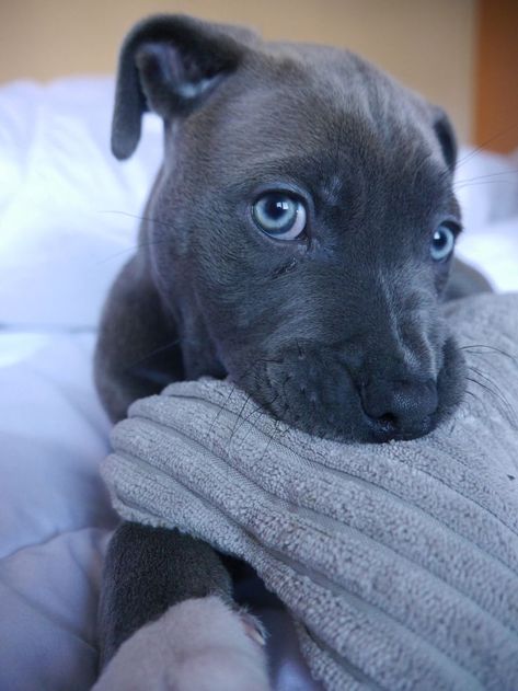 Pitbull Bluenose, Cute Pitbulls, Pitbull Dog Breed, Puppies Pitbull, Pit Dog, Cute Little Puppies, Pitbull Puppies, Pit Bull Terrier, Cute Dogs And Puppies