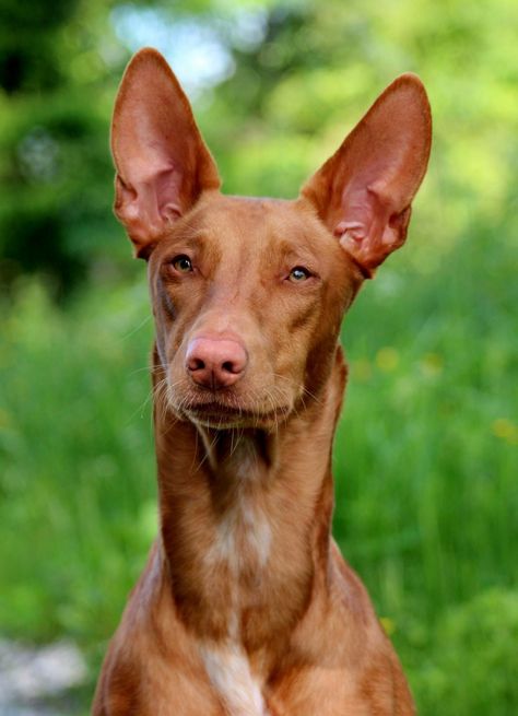 Pharaoh Hound Spitz Breeds, Dog Breeds Pictures, Canine Drawing, Pharaoh Hound, Dog Anatomy, Interesting Animals, Hound Dog, Dog Drawing, Family Pet